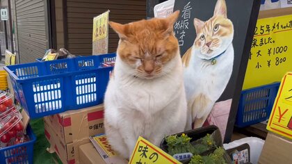 多頭飼育の崩壊から助けられた猫が青果店の“猫店長”に。商店街で生きる「めい」がつかんだ居場所