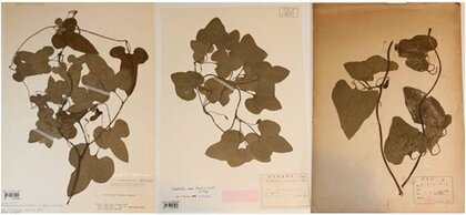 六甲高山植物園 牧野富太郎が和名をつけた神戸ゆかりの「アリマウマノスズクサ」が開花! / 六甲高山植物園 アジサイに寄生する植物キヨスミウツボが開花!