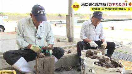 岩ガキシーズン到来！　港に響く音の風物詩「カキたたき」　吹浦沖でとれる天然岩ガキは大きくクリーミー・今年は特に「身がパンパン」【山形発】