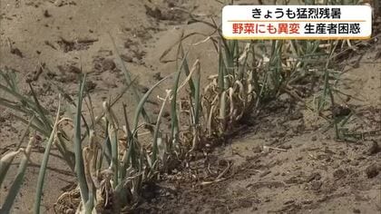 曲がったアスパラに枯れたネギ…猛烈残暑に農家が悲鳴　畑がカラカラで水不足も深刻（島根）　