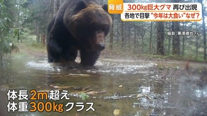 体重300kgクラス“巨大ヒグマ”が住宅近くの山林に出没　ゴールデンウィークに全国各地でクマ目撃相次ぐ