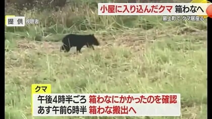 小屋に入り込み居座る・体長50センチの子グマ　箱わなにかかり運び出しは25日朝　山形・最上町