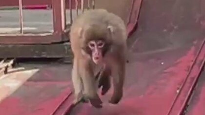 【春はサルの繁殖期】「逃げてくれてありがとう」ベランダでのんびり…急に威嚇！立ち去る　「遭遇しても刺激しないよう」　広島