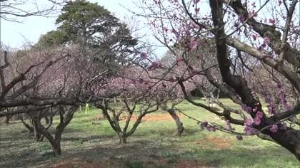 新潟・佐渡市に春の足音！“ウメの花”や“伝統の音色”が訪れる人を魅了 すでにワカメの水揚げも開始
