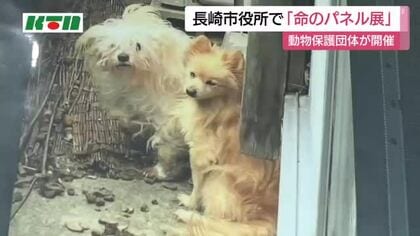 「 動物が置かれている現状を知って」動物愛護団体がパネル展を開催　保護される前後で表情に変化も