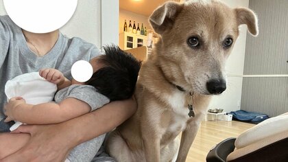 「ちょっと失礼…」意地でも飼い主の隣に座りたい犬がかわいい…赤ちゃんに嫉妬？いつもの光景なのか聞いた