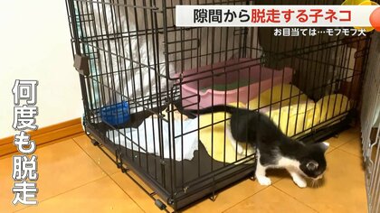 「そばに行きたい…」同居犬モフモフに頭スリスリ！わずか3.5cm…ケージ隙間から何度も脱走する子ネコが癒やしの極み