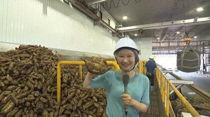 新酒が待ち遠しい！焼酎王国宮崎で本格芋焼酎の仕込み始まる　霧島酒造と雲海酒造・綾蔵