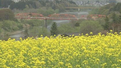 菜の花が見ごろ　早すぎる春の訪れに心配の声「祭りまで花がもつか…」　道の駅では特産のアスパラガスが店頭に並ぶ　長野・飯山市