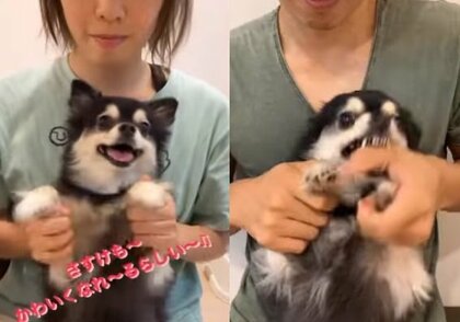 ママにはニッコリ、パパにはガブリ！態度が違いすぎる愛犬に笑ってしまう…パパが一体何をしたのか聞いてみた