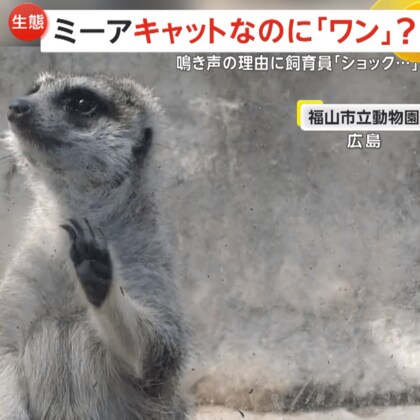 「ワン！ワン！」犬のように鳴くミーアキャット…実はマングースの仲間　鳴き声の理由は警戒心…約10年担当の飼育員「ショックです」　広島・福山市立動物園