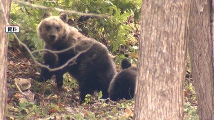 新たなクマ被害対策ロードマップ　政府が策定…目標数として「捕獲数」を地域別に設定