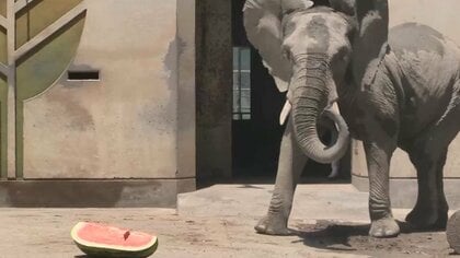 パオーンと大興奮！ゾウにジャンボスイカをプレゼント　育てた農家の孫は「オレの」とさみしげ…どう食べる？