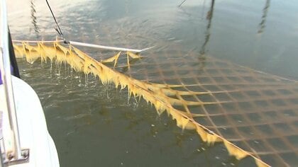 海の栄養が足りない！黒くならない“色落ち”で養殖ノリが今季も不作のピンチ 有明海の漁業者は「雨を願うばかり」