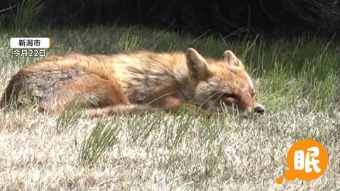 県庁の中庭ですやすや眠るキツネ　銀行にはカモシカ侵入　各地に珍客　新潟