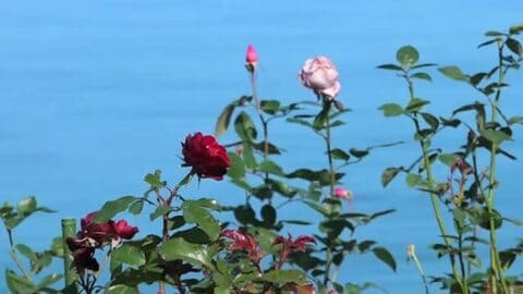 若狭湾に映える110種600株のバラ見頃　レインボーライン山頂公園　福井