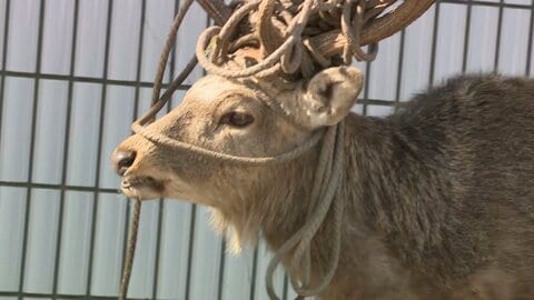 【シカの角にロープがぐるぐる巻き付く】痛々しい姿を撮影―シカ除けネットに突っ込んだか―少なくとも2頭確認「春になると角はとれるので、近づかないで」〈北海道厚岸町〉