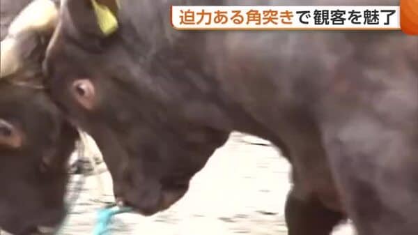 迫力ある牛のぶつかり合い！大型連休初日の長岡市山古志地区は牛の角