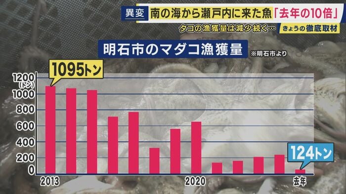 明石の名物であるタコの漁獲量は減少傾向