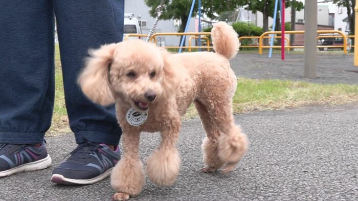 トイプードルのきなこ