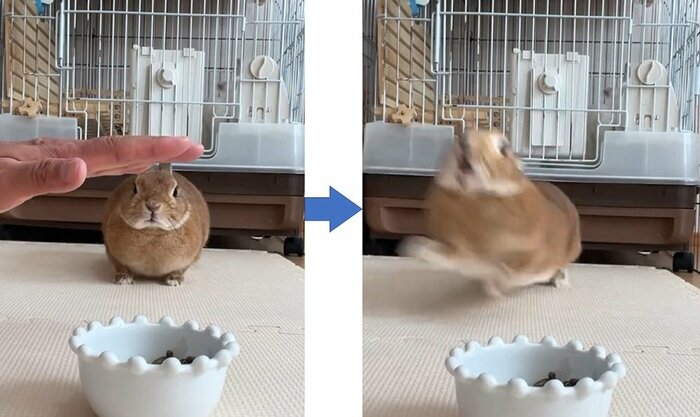 別日の「待て、よし」の様子