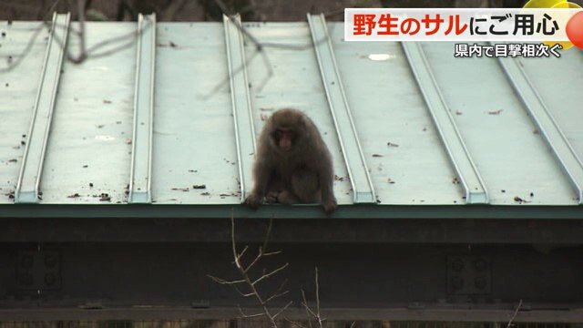 カメラに気付いても警戒する様子はない