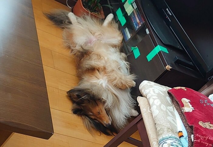 仰向けで寝るウニくん