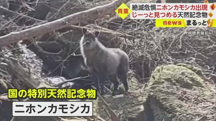 じーー…っとこちらを見つめる