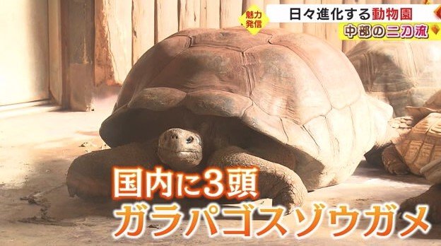 日本に3頭のガラパゴスゾウガメ