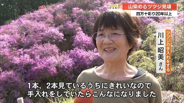 約20年以上ツツジの手入れをする川上昭美さん