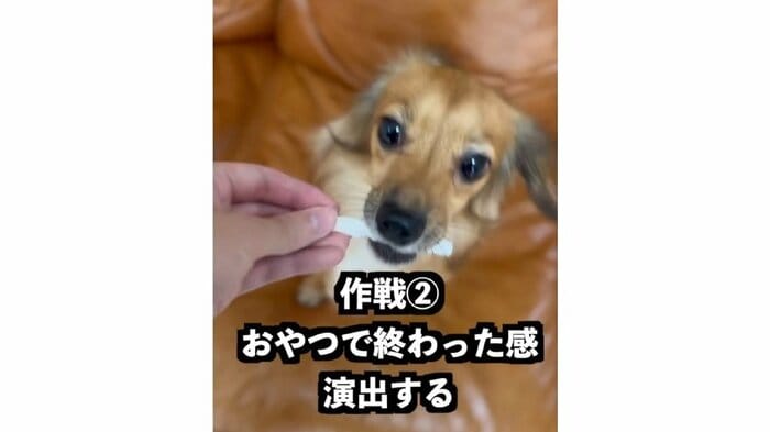 帰宅したらおやつをあげて「散歩は終わった」とアピールしてみる(提供:@kotarohesoten)