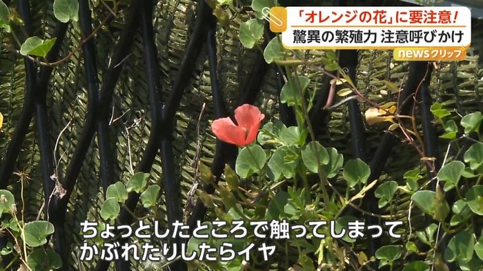 人々の手が届く場所に咲いていた「ナガミヒナゲシ」