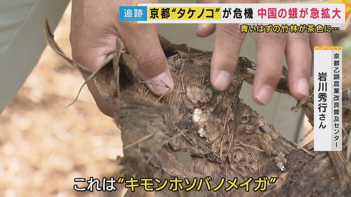 竹には蛾の痕跡が今も残されていた