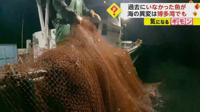 漁師が網を引き揚げている