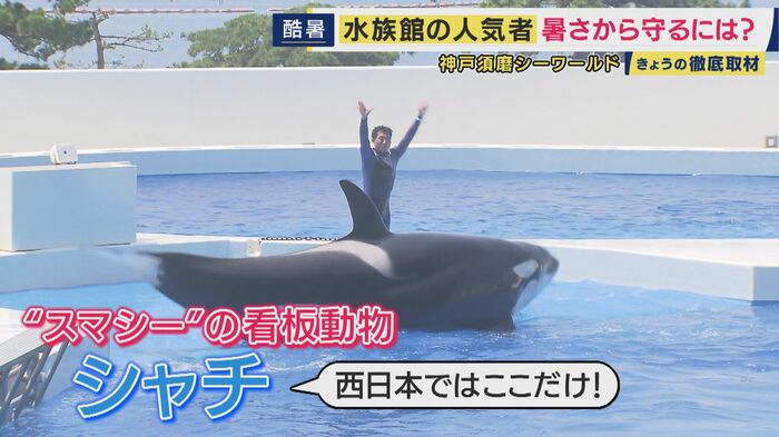 シャチは水温16度をキープ