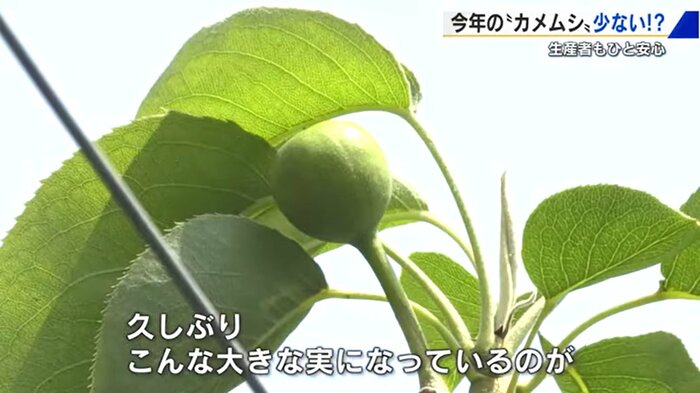 かしもと農園(広島県安芸高田市) 樫本雄三 園主の話