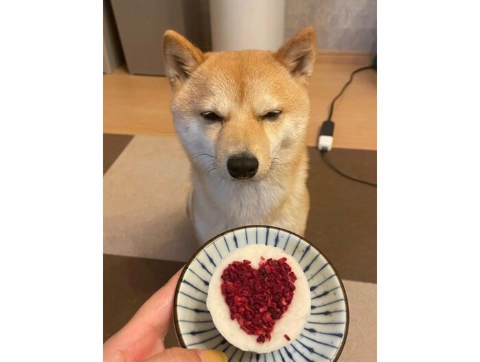 提供:豆柴 えだまめくんさん