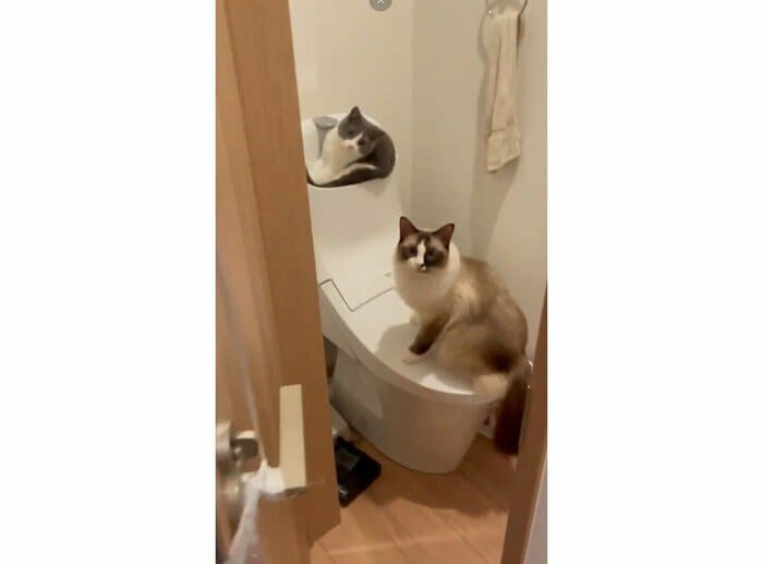 トイレにも(提供:コテツとまるさん)