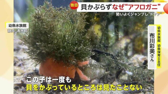 貝ではなく海藻を気に入っているというカニ(映像提供:幼魚水族館)