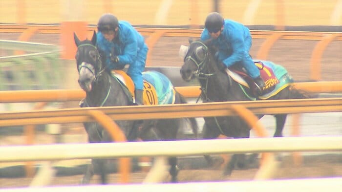 最終調教をする アスコリピチェーノ(右)