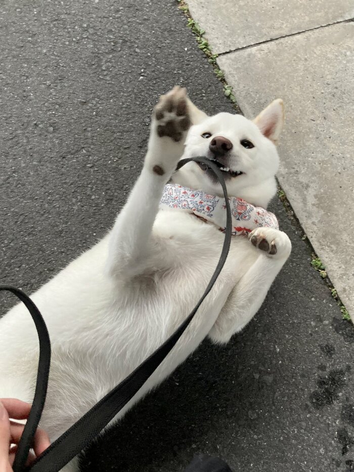 仰向けでも散歩拒否