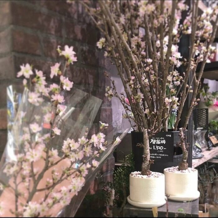 ※啓翁桜(画像提供:青山フラワーマーケット)