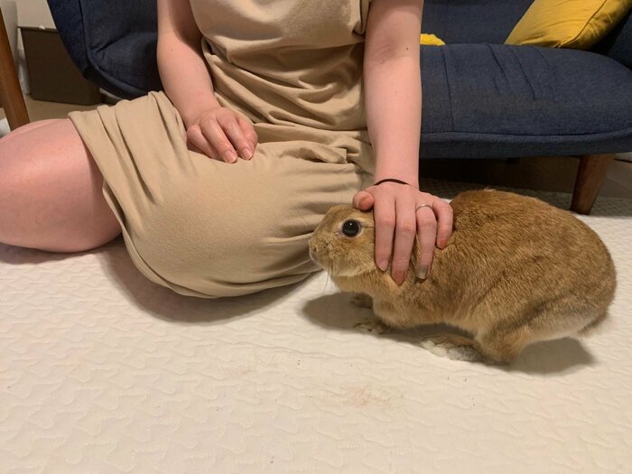 提供:うさぎと暮らしと。さん