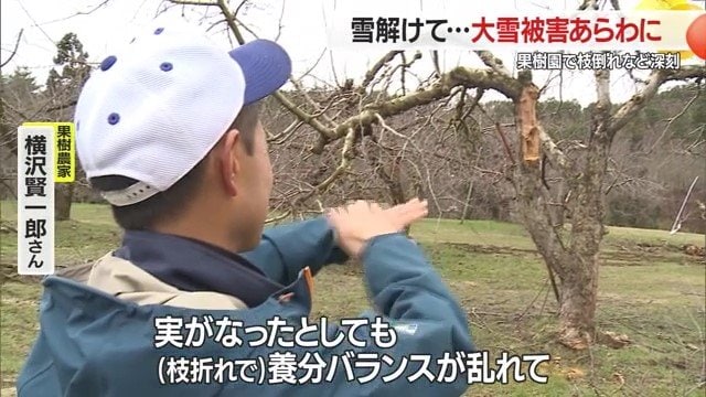 生き残った枝にフルーツの実がなったとしても懸念は残る