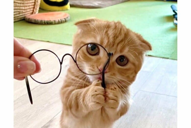 「あざとさ全開!」メガネを持っているネコがかわいい…普段もそうなの?飼い主に聞いてみた｜FNNプライムオンライン