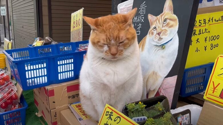 多頭飼育の崩壊から助けられた猫が青果店の“猫店長”に。商店街で生きる「めい」がつかんだ居場所｜FNNプライムオンライン