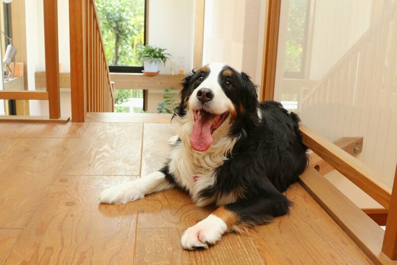 大型犬の室内飼育、月の費用は「1万～3万円未満」が約8割｜飼い主200人調査【コノコトトモニ】