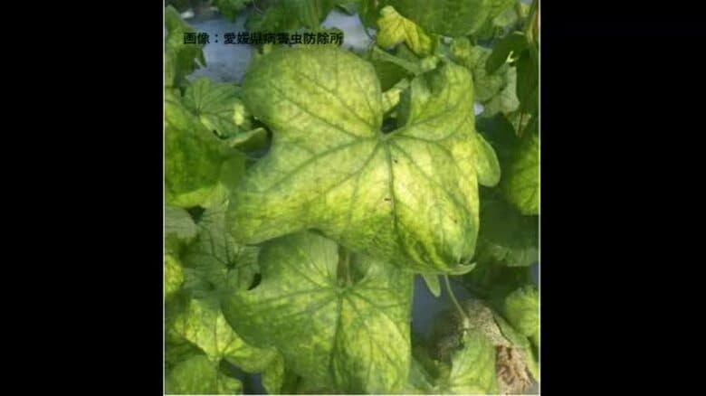 葉の緑が薄く…西条のメロン農地で愛媛で初めてのウイルス「ＣＡＢＹＤ」確認　県が注意呼びかけ【愛媛】｜FNNプライムオンライン