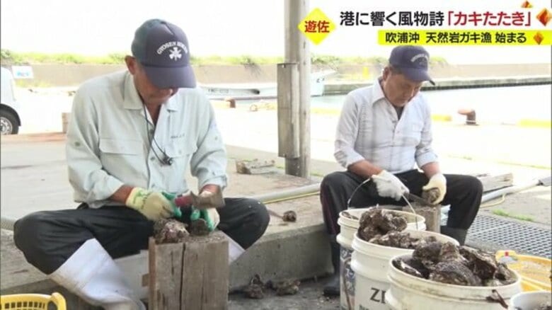 岩ガキシーズン到来！　港に響く音の風物詩「カキたたき」　吹浦沖でとれる天然岩ガキは大きくクリーミー・今年は特に「身がパンパン」【山形発】｜FNNプライムオンライン