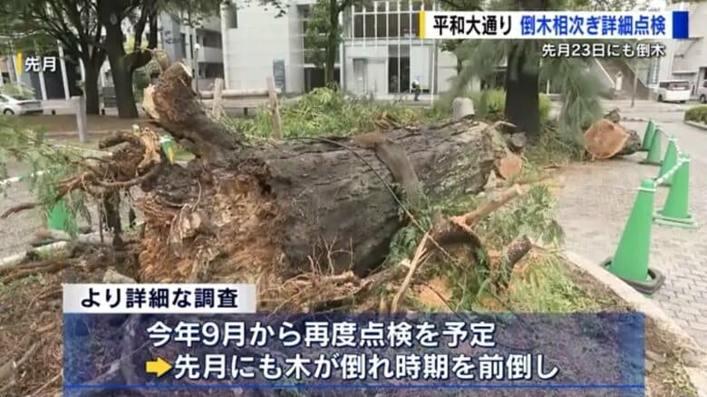 「復興のシンボルの街路樹を守れ」広島・平和大通りで相次ぐ倒木を防ぐため街路樹を総点検｜FNNプライムオンライン